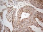 betatrophin Antibody in Immunohistochemistry (Paraffin) (IHC (P))