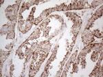 betatrophin Antibody in Immunohistochemistry (Paraffin) (IHC (P))