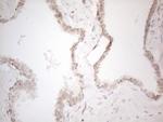 betatrophin Antibody in Immunohistochemistry (Paraffin) (IHC (P))