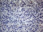 betatrophin Antibody in Immunohistochemistry (Paraffin) (IHC (P))