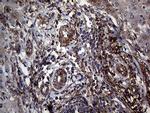 betatrophin Antibody in Immunohistochemistry (Paraffin) (IHC (P))