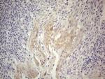 Gemin 2 Antibody in Immunohistochemistry (Paraffin) (IHC (P))