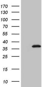 Gemin 2 Antibody in Western Blot (WB)