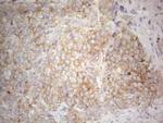 PLCXD1 Antibody in Immunohistochemistry (Paraffin) (IHC (P))