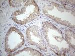 PLCXD1 Antibody in Immunohistochemistry (Paraffin) (IHC (P))