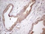 PLCXD1 Antibody in Immunohistochemistry (Paraffin) (IHC (P))