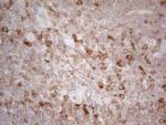 PLCXD1 Antibody in Immunohistochemistry (Paraffin) (IHC (P))