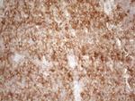 PLCXD1 Antibody in Immunohistochemistry (Paraffin) (IHC (P))