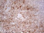 PLCXD1 Antibody in Immunohistochemistry (Paraffin) (IHC (P))