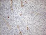 Gemin 2 Antibody in Immunohistochemistry (Paraffin) (IHC (P))