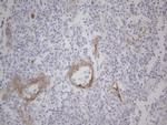 Gemin 2 Antibody in Immunohistochemistry (Paraffin) (IHC (P))