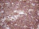 SHMT2 Antibody in Immunohistochemistry (Paraffin) (IHC (P))