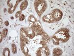 HOXC10 Antibody in Immunohistochemistry (Paraffin) (IHC (P))