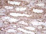 HOXC10 Antibody in Immunohistochemistry (Paraffin) (IHC (P))