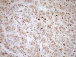 TRIM56 Antibody in Immunohistochemistry (Paraffin) (IHC (P))