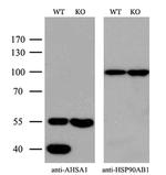 AHA1 Antibody in Western Blot (WB)