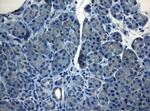 HOXC10 Antibody in Immunohistochemistry (Paraffin) (IHC (P))