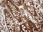 VAPA Antibody in Immunohistochemistry (Paraffin) (IHC (P))