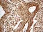 VAPA Antibody in Immunohistochemistry (Paraffin) (IHC (P))