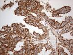 VAPA Antibody in Immunohistochemistry (Paraffin) (IHC (P))