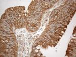 VAPA Antibody in Immunohistochemistry (Paraffin) (IHC (P))