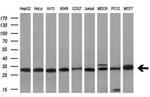 VAPA Antibody in Western Blot (WB)