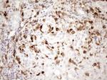 NCF4 Antibody in Immunohistochemistry (Paraffin) (IHC (P))