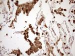 NCF4 Antibody in Immunohistochemistry (Paraffin) (IHC (P))