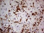 NCF4 Antibody in Immunohistochemistry (Paraffin) (IHC (P))