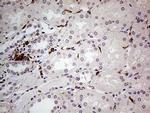 NCF4 Antibody in Immunohistochemistry (Paraffin) (IHC (P))