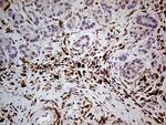 NCF4 Antibody in Immunohistochemistry (Paraffin) (IHC (P))