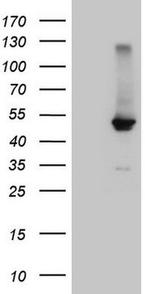 FXR Antibody in Western Blot (WB)