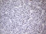 HNRNPA0 Antibody in Immunohistochemistry (Paraffin) (IHC (P))