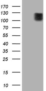 GEF-H1 Antibody in Western Blot (WB)