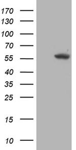 TRMT5 Antibody in Western Blot (WB)