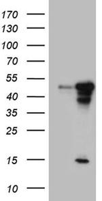 BLZF1 Antibody in Western Blot (WB)