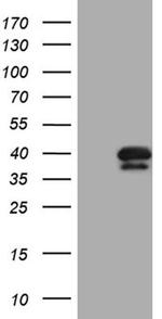 PITPNB Antibody in Western Blot (WB)