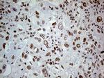 FTO Antibody in Immunohistochemistry (Paraffin) (IHC (P))