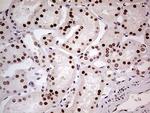 FTO Antibody in Immunohistochemistry (Paraffin) (IHC (P))