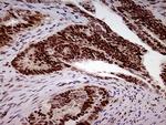 FTO Antibody in Immunohistochemistry (Paraffin) (IHC (P))