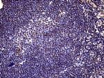 XRN2 Antibody in Immunohistochemistry (Paraffin) (IHC (P))