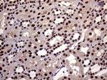 XRN2 Antibody in Immunohistochemistry (Paraffin) (IHC (P))