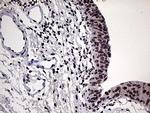 POLR3H Antibody in Immunohistochemistry (Paraffin) (IHC (P))