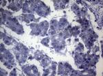 OPA3 Antibody in Immunohistochemistry (Paraffin) (IHC (P))