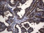 ADH5 Antibody in Immunohistochemistry (Paraffin) (IHC (P))