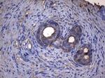 ADH5 Antibody in Immunohistochemistry (Paraffin) (IHC (P))