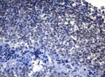 ADH5 Antibody in Immunohistochemistry (Paraffin) (IHC (P))