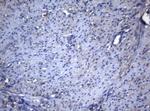 ADH5 Antibody in Immunohistochemistry (Paraffin) (IHC (P))