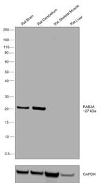 RAB3A Antibody