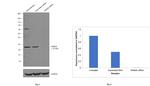 RAB3A Antibody in Western Blot (WB)